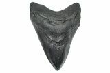 Huge Fossil Megalodon Tooth - South Carolina #371753-1